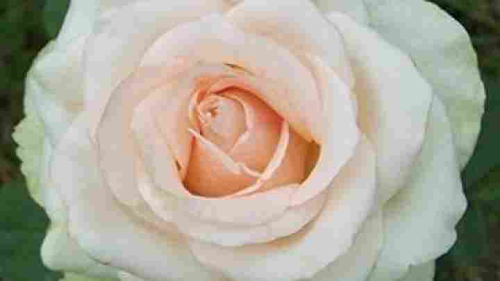 Саженцы белых роз: разнообразие видов и сортов